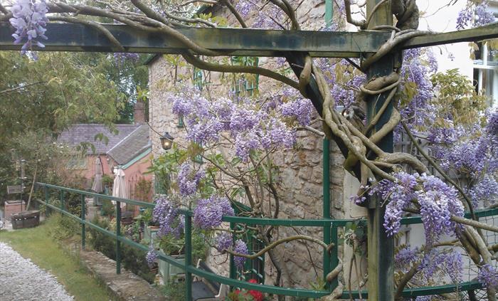 Wisteria at the back of the house